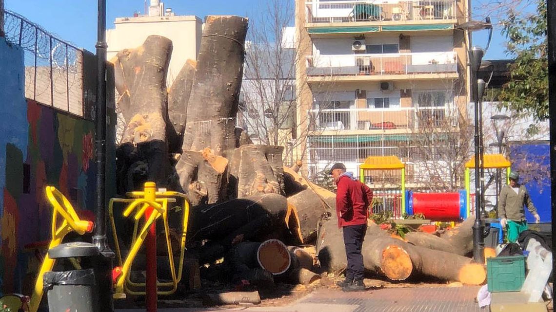 Polémica por la tala de un árbol en una plaza de Villa Crespo | Perfil