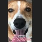 Kumi el perro de Rodrigo Lussich