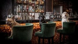 After Bark ofrece una amplia variedad de bebidas no alcohólicas para los canes.