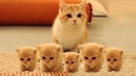 Desde el año 2002, cada 8 de agosto, los gatos celebran su día mundial.