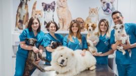 En la Argentina hay cerca de 20.000 veterinarios.