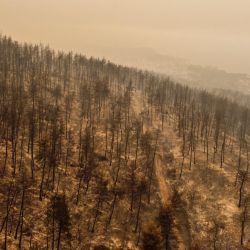 Esta imagen aérea muestra árboles quemados en el pueblo de Pefki, en la isla de Evia. | Foto:Angelos Tzortzinis / AFP