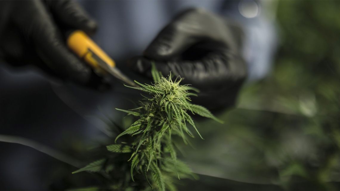 A worker wearing protective gear trims a plant at the Pideka SAS medical cannabis cultivation facility in Tocancipa, Colombia, on Tuesday, Dec. 22, 2020. Pideka, which was purchased by Ikanik Farms to become part of it's international pharmaceutical division, is a vertically integrated medical cannabis grower and the only licensed indoor producer in Colombia.