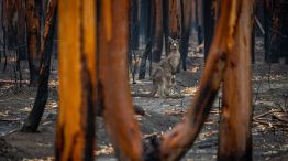 Incendios Forestales  en Australia 20210809