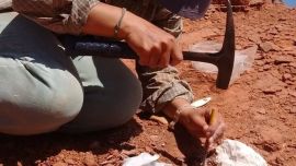 Esta nueva especie hallada fue fue bautizada “ Saltatherium rosaurae”.