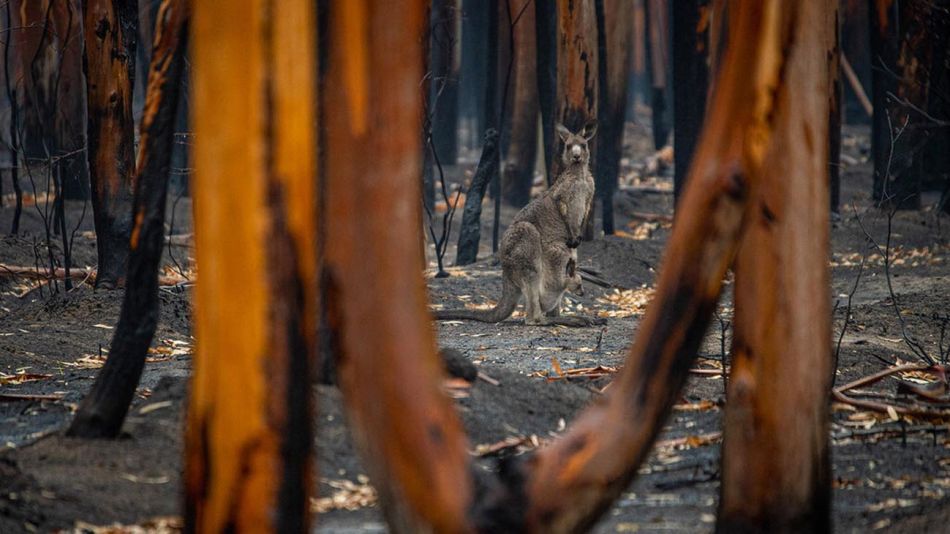 Incendios Forestales en Australia 20210809