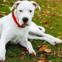 Es uno de los perros que más gustan y disfrutan de los baños para estar siempre bien aseados y elegantes.