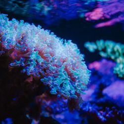 Argentina Corals | Foto:Argentina Corals