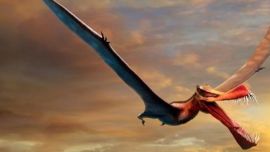 Fueron los primeros animales con huesos en la espalda que volaron