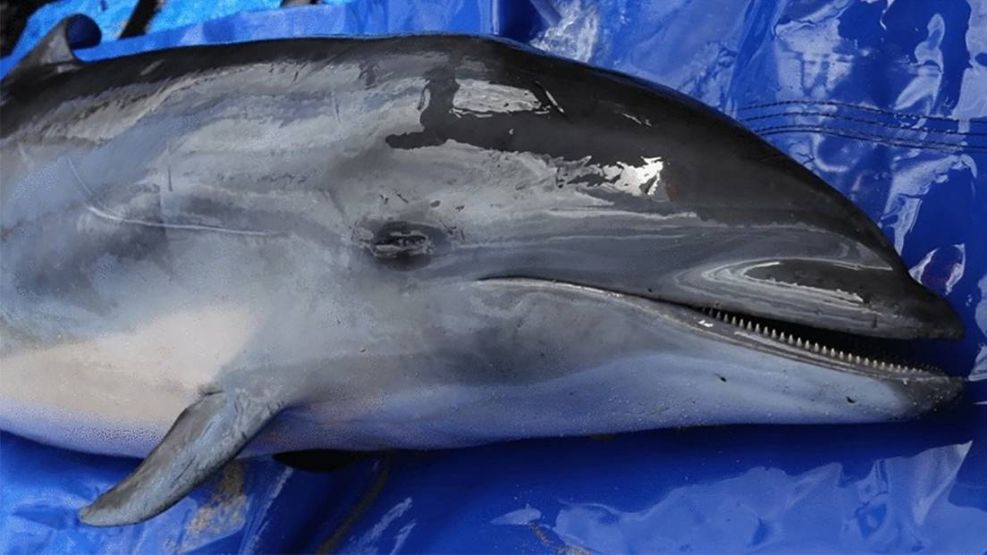 Una nueva cepa virus morbillivirus hallada en delfín de Fraser 