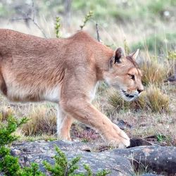 Al igual que el elefante, el puma es una de las especies más codiciadas.