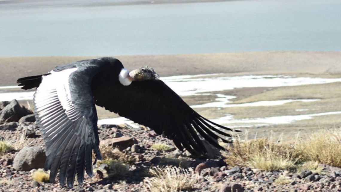 Un Cóndor Herido Fue Rescatado Y Devuelto A Su Hábitat Natural | Perfil