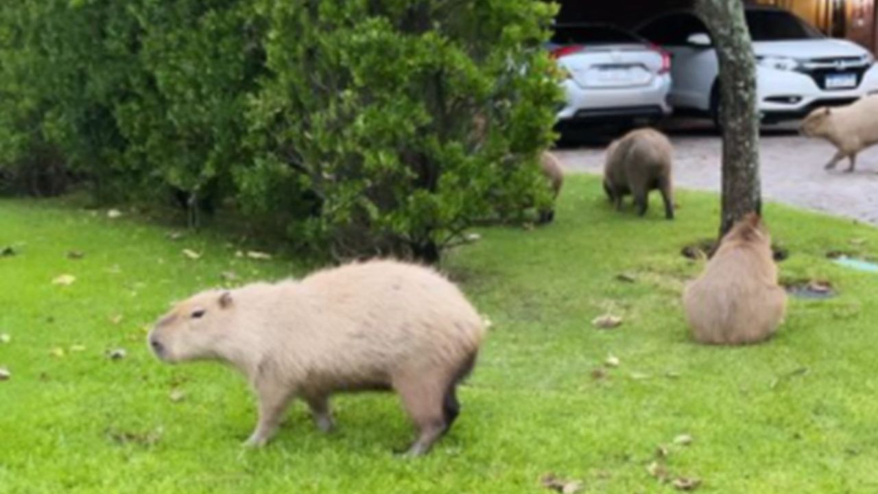 Invasión de carpinchos en Nordelta: atacaron a un perro y hay preocupación  entre vecinos | Perfil