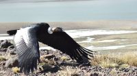 Un cóndor herido fue rescatado y devuelto a su hábitat natural