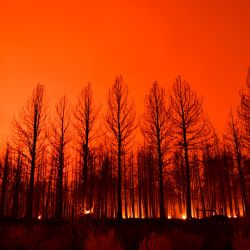 En una imagen de larga exposición, el cielo nocturno brilla después de que los árboles ardieran a lo largo de la carretera 395 durante el incendio Dixie en la madrugada cerca de Janesville, California. | Foto:Patrick T. Fallon / AFP