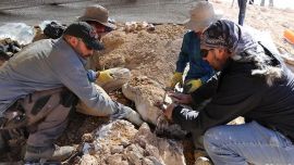 Los restos fueron encontrados por científicos de la Universidad de Chile.
