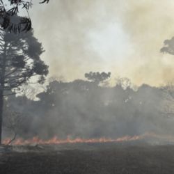 Para las autoridades locales se trata de una tragedia ambiental.