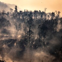 Árboles carbonizados tras un incendio forestal en la región de Chefchaouen, en el norte de Marruecos. | Foto:Fadel Senna / AFP