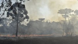 Para las autoridades locales se trata de una tragedia ambiental.