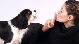 Los ladridos forman parte de la naturaleza de todos los perros.