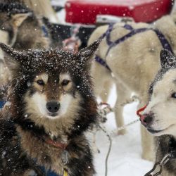 Hugo Flores hosts guests and attaches dogs to a sleigh for tourists to ride at the ‘Siberianos de Fuego’ complex in Valle de las Cotorras, near Ushuaia, Tierra del Fuego Province. 
