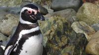  Pinguinos Magallanes 20210823