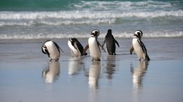  Pinguinos Magallanes 20210823