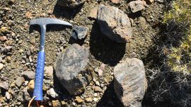 Los restos fòsiles hallados pertenecen a un reptil marino que habitó la región hace millones de años.