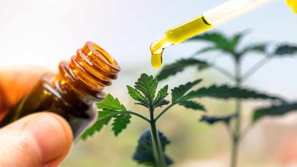 A partir de septiembre,el país contará con una producción íntegramente nacional de cannabis medicinal. 20210823
