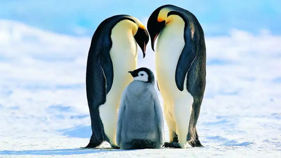 pingüino emperador en la Antártida 20210824