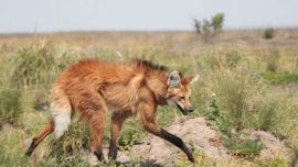 El Aguará Guazù se encuentra en peligro de extinción en la Argentina.