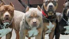 La raza Pitbull forma parte de la lista de los Perros Potencialmente Peligrosos.itbuL pI