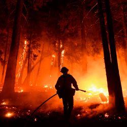 El capitán de bomberos del condado de Kern, Bruce Wells, utiliza una línea de manguera para evitar que el fuego queme un árbol mientras el incendio forestal se acerca a las casas durante el French Fire en el Bosque Nacional de Sequoia, cerca de Wofford Heights, California. | Foto:Patrick T. Fallon / AFP