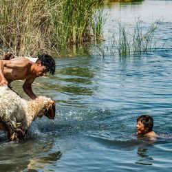 Un pastor baña a un cordero en las aguas del río Éufrates en la campiña de Raqa, en el centro-este de Siria, en medio de una ola de calor y el descenso del nivel de las aguas del río. | Foto:Delil Souleiman / AFP