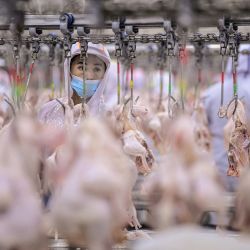 Trabajadores procesan pollo en una fábrica de carne y aves de corral en Shenyang, en la provincia nororiental china de Liaoning. | Foto:STR / AFP