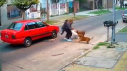 Tres perros pitbull atacaron a una mujer en la calle  20210826