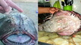 “Fue un día de pesca normal con amigos y encontramos esta especie. Uno como pescador de toda la vida, lo noté poco inusual”, dijo acerca de su hallazgo.