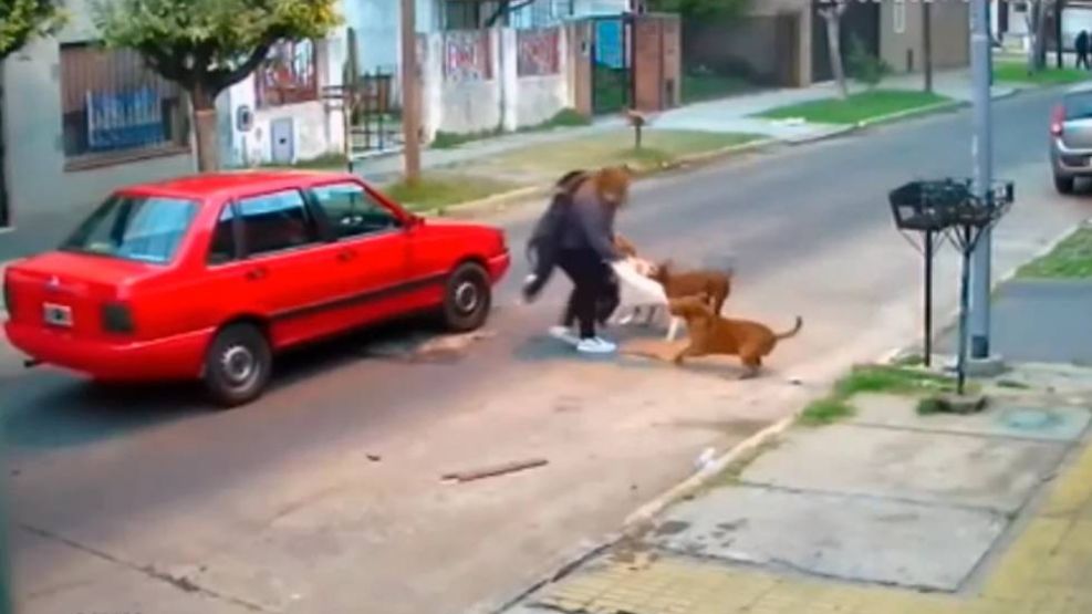 Tres perros pitbull atacaron a una mujer en la calle  20210826