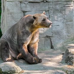 Se trata de una especie de osos que es mucho más resistente a los cambios de temperatura 