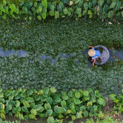 Vista aérea de un agricultor cosechando castañas de agua en la aldea de Quanxin, poblado de Donglin, ciudad de Huzhou, en la provincia de Zhejiang, en el este de China. | Foto:Xinhua / Xu Yu