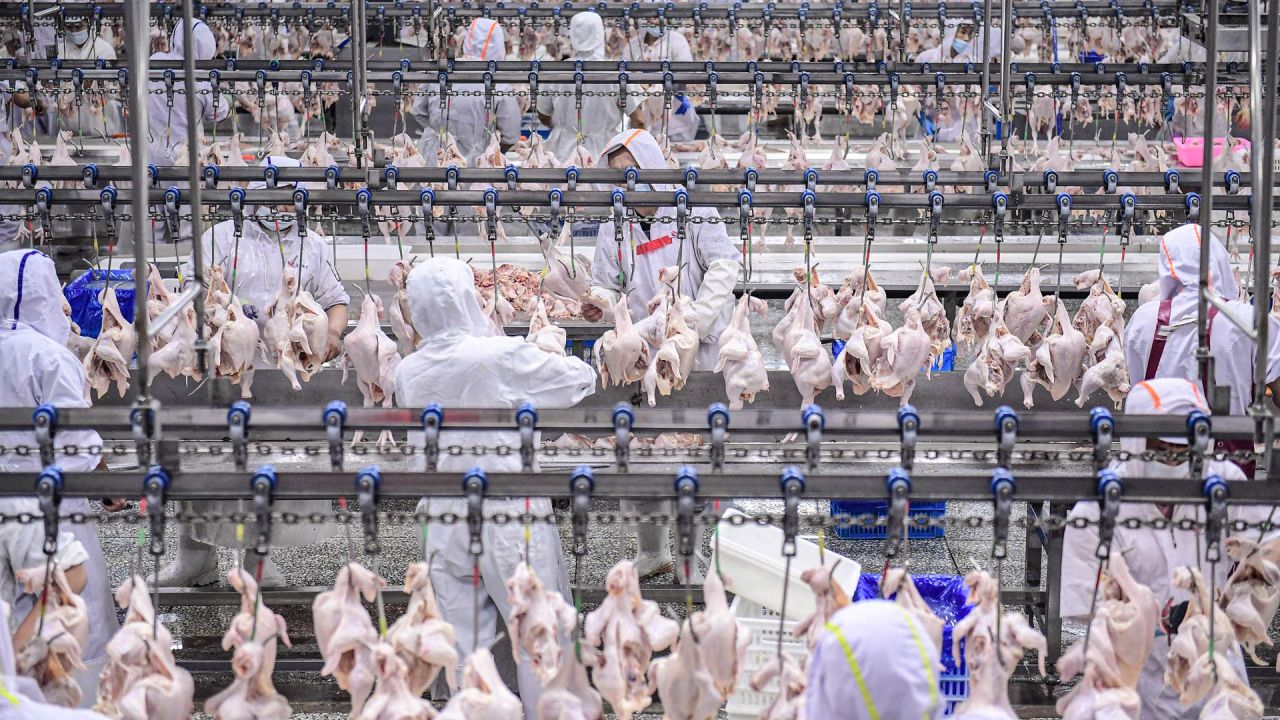 Trabajadores procesan pollo en una fábrica de carne y aves de corral en Shenyang, en la provincia nororiental china de Liaoning. | Foto:STR / AFP