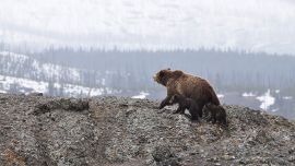 Su nombre deriva de la unión del oso polar (Ursus maritimus) con el grizzly u oso gris (Ursus arctos horribilis).
