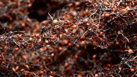 Cuando logró trepar más alto que cinco hombres, se percató del silencio asentado en la selva.