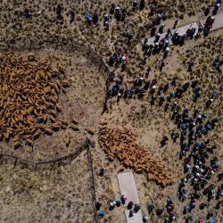 Vista aérea que muestra a los miembros de la comunidad de Totoroma participando en el tradicional Chaku, o Chaccu, una fiesta anual de rodeo y esquila de vicuñas, en el pueblo de Totoroma, a 148 km de la ciudad de Puno, en el sur de Perú. | Foto:Carlos Mamani / AFP