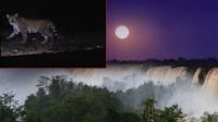 Parque Nacional Iguazú: Avistan a un yaguareté caminando bajo la luna llena