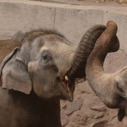 La caravana se detendrá cada 4 o 5 horas para verificar el estado de las elefantas durante el viaje a su destino final.