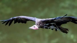 También se lo denomina Día Internacional de Concienciación sobre los Buitres o Día Internacional del Buitre de Turquía.