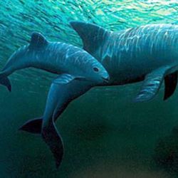 Esta especie marina originaria de México fue conocida recién en el año 1958