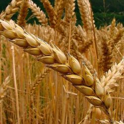 Mejoró la condición del trigo gracias a las lluvias.