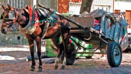 Juan amaba los caballos.